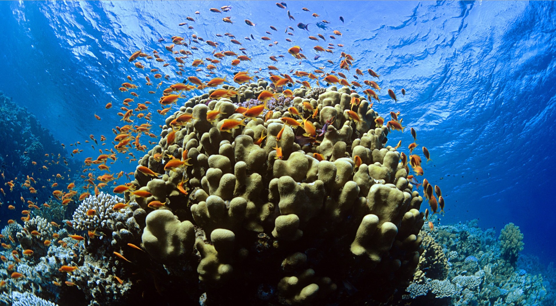 The National Beauty of Tubbataha Reef