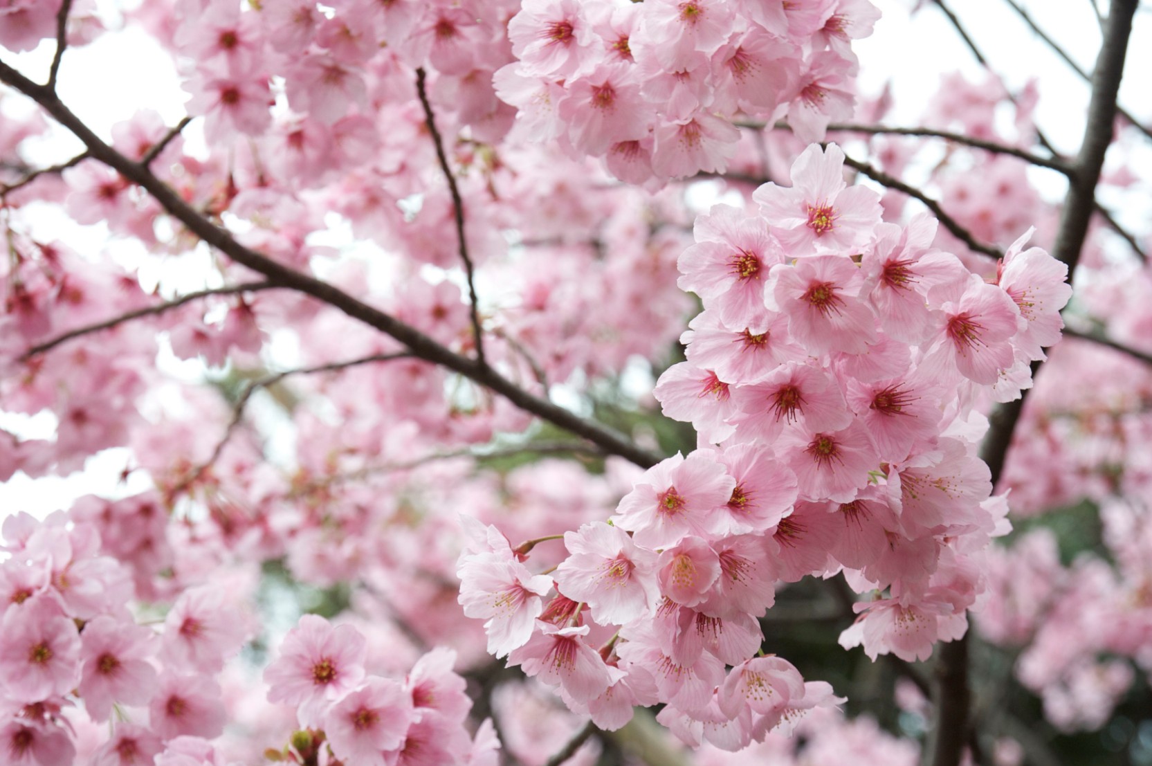 Philippines to Experience First Cherry Blossoms