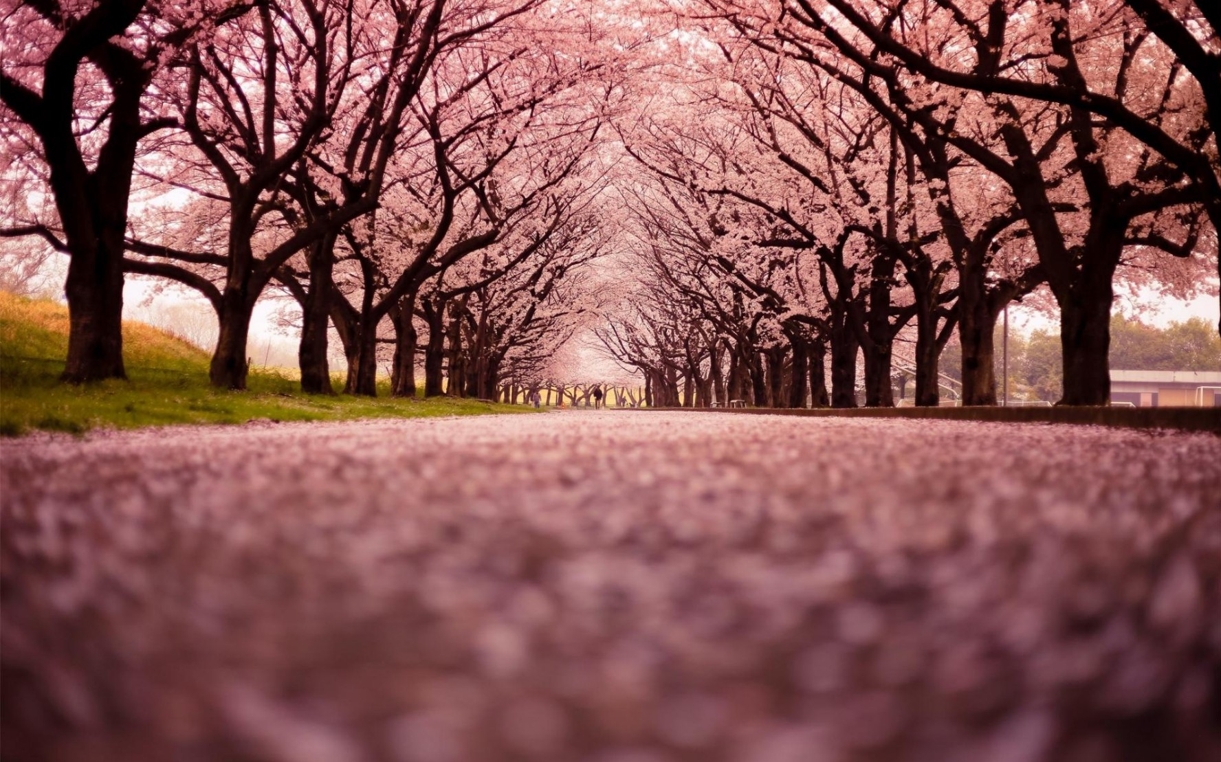 Philippines to Experience First Cherry Blossoms