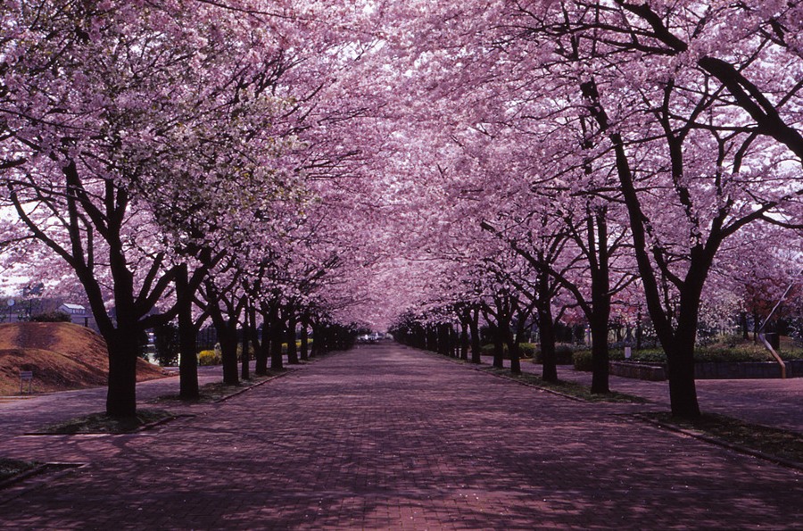 Philippines to Experience First Cherry Blossoms