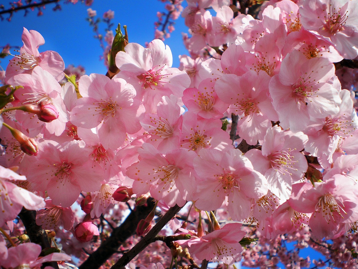 Philippines to Experience First Cherry Blossoms