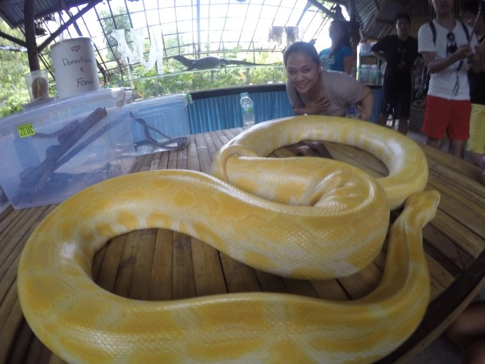 The longest Albino Python in Bohol Philippines